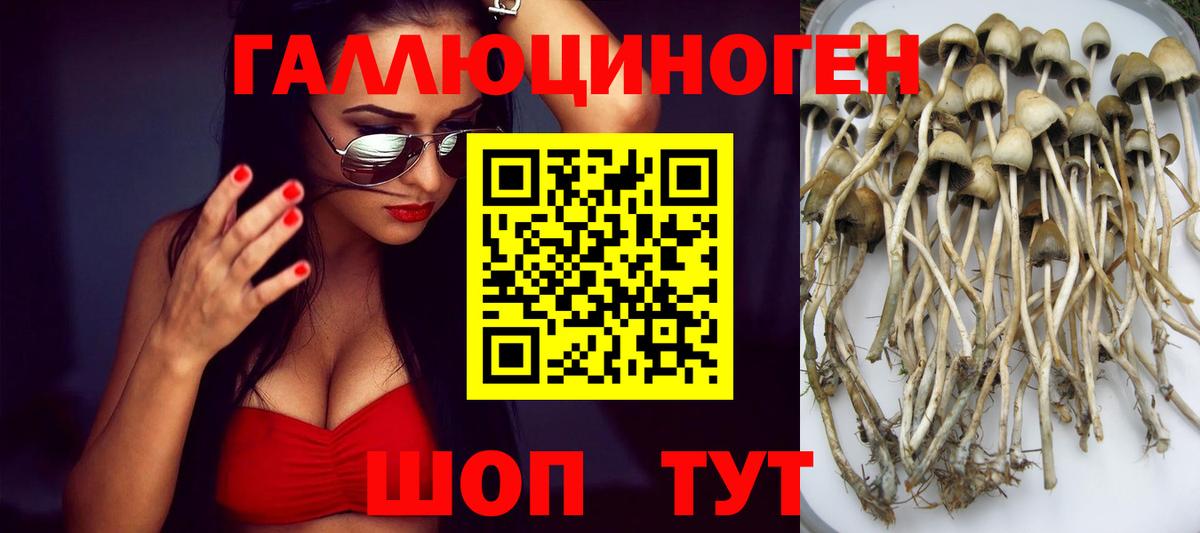 Егорьевск  Галлюциногенные грибы прущие грибы  Вход с VPN  Псилоцибиновые грибы Psilocybine cubensis 